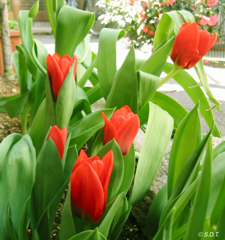 tulip2006_01.jpg