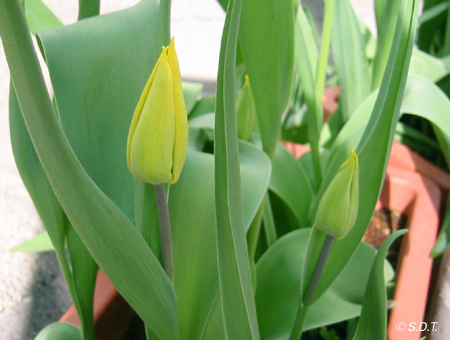 tulip2006_02.jpg
