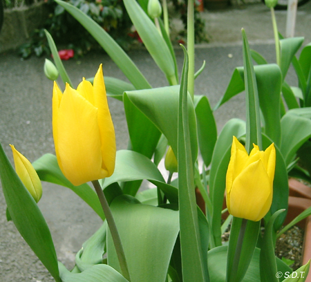 tulip2006_03.jpg