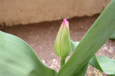tulip2006_04.jpg