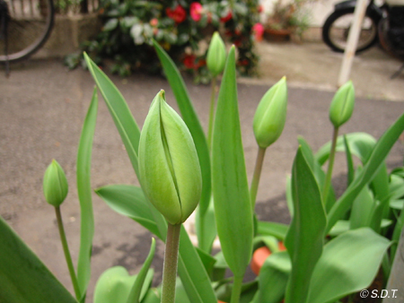 tulip2006_05.jpg