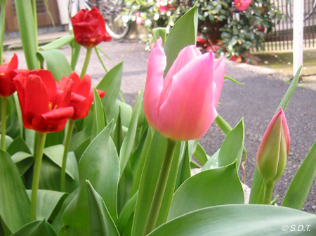 tulip2006_06.jpg