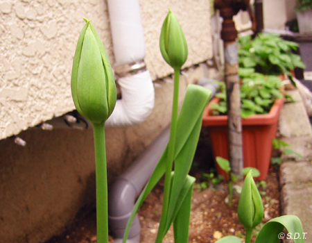 tulip2006_09.jpg